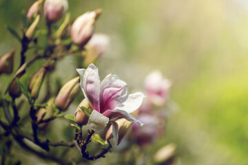 Beautiful magnolia tree blossoms in springtime. Jentle magnolia flower against sunset light.