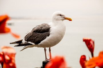 Obraz premium seagull on the pier