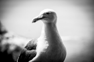 seagull on the beach