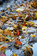 Puddle with dirt and fallen leaves in middle of forest. Autumn season concept. Multicolored leaves lying in dirty water. Bright natural background.