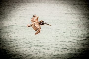 Brown pelican flying