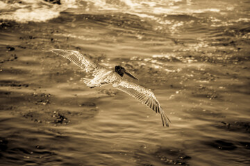 Brown pelican flying over ocean sepia