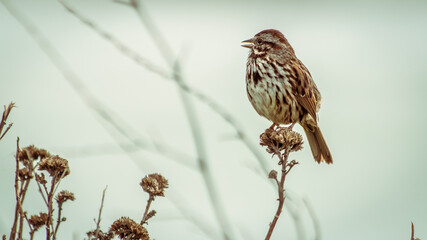 Song Sparrow sitting on a bush