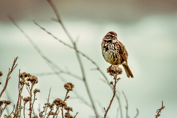 Song Sparrow sitting on a bush