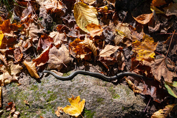 Snake in the autumn forest among the fallen leave