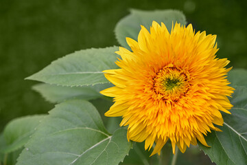 Sunflower golden honey teddy bear sun flower garden in bloom