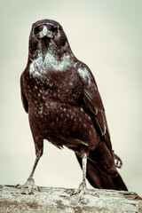 Black crow portrait