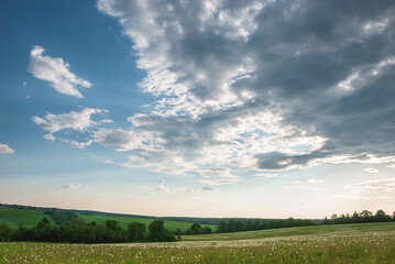 Summer landscape. A field of white dandelions, the edge of the forest and the sky with beautiful clouds.