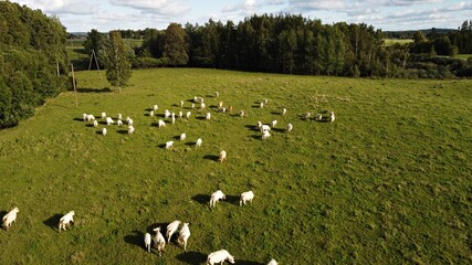 Large herd of white cows on a summer day in a meadow outside the village