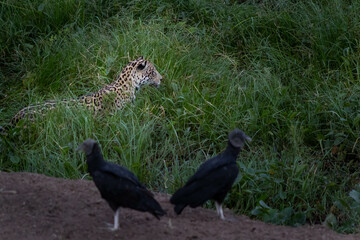 the jaguar and the vultures