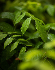 Green leaf with water drops. Rain in forest. Plants rain. Leaf in rain. Green leaf.