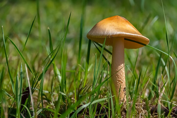 Wild mushroom in the field