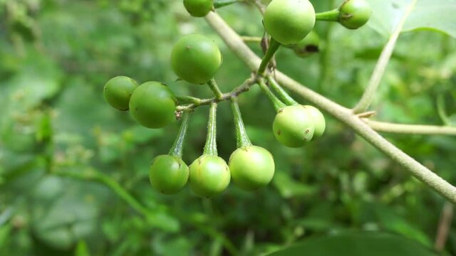 Solanum torvum (Turkey berry, rickly nightshade, shoo-shoo bush, wild eggplant, pea eggplant, pea aubergine, kantɔsi, konsusua) or commonly called pokak eggplant. the smallest eggplant