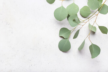 Eucalyptus leaves on light background