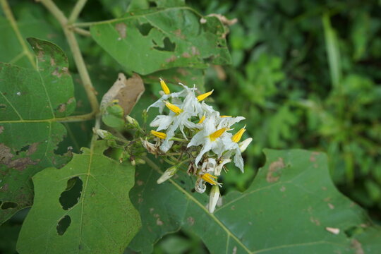 Solanum torvum (Turkey berry, rickly nightshade, shoo-shoo bush, wild eggplant, pea eggplant, pea aubergine, kantɔsi, konsusua) or commonly called pokak eggplant. the smallest eggplant