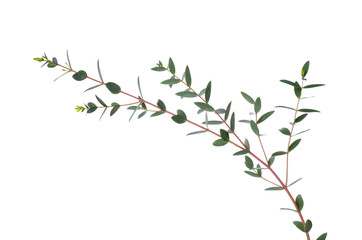 Green eucalyptus branches on white background