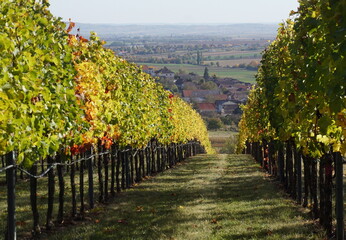 Fototapeta na wymiar View of vineyards in Lower Austria in autumn
