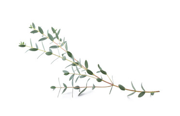 Green eucalyptus branch on white background