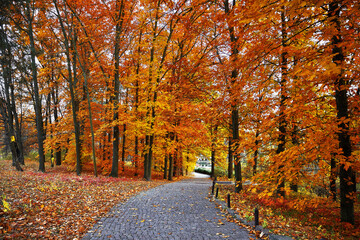 Autumn forest with yellow leaves on trees and paved stones walkway with in the fall park. Scenic autumn landscape.