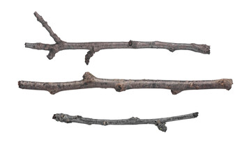 Three branches of a tree isolated on a white background.