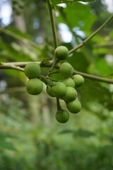 Solanum torvum (Turkey berry, rickly nightshade, shoo-shoo bush, wild eggplant, pea eggplant, pea aubergine, kantɔsi, konsusua) or commonly called pokak eggplant. the smallest eggplant
