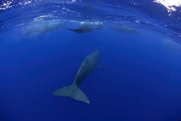 Sperm whales near surface. Marine life in Indian ocean. The biggest predator on the Earth. Whales in the group. 