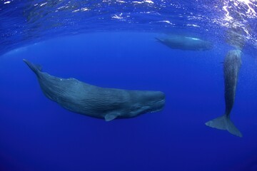 Sperm whales near surface. Marine life in Indian ocean. The biggest predator on the Earth. Whales in the group. 