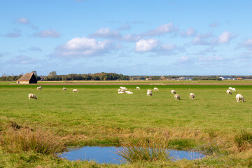 Fototapeta na wymiar Typical landscape of Texel island with domestic sheep and sheep shed farmhouse on meadow, Open farm with lamb on the green field, Dutch Wadden islands off the coast of the Netherlands, North Holland.