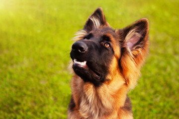 Portrait of a young German shepherd dog.