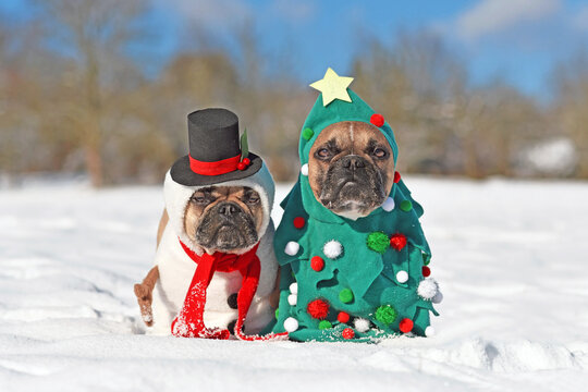 Dogs in Christmas costumes. Two French Bulldogs dresses up as funny Christmas tree and snowman in snow.