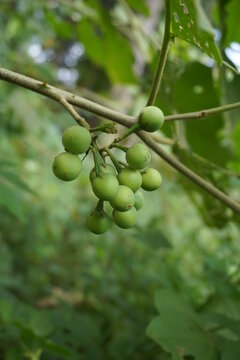 Solanum torvum (Turkey berry, rickly nightshade, shoo-shoo bush, wild eggplant, pea eggplant, pea aubergine, kantɔsi, konsusua) or commonly called pokak eggplant. the smallest eggplant