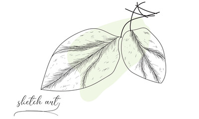 Beautiful hand-drawn leaf sketch art vector illustration. 