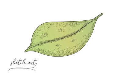 Leaf sketch art vector illustration design. 