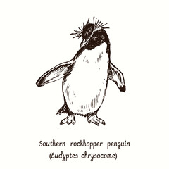 Southern rockhopper penguin (Eudyptes chrysocome) standing. Ink black and white doodle drawing in woodcut style.