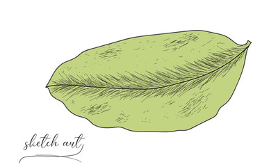Leaf sketch art vector illustration. 