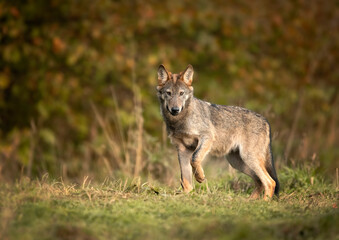 Naklejka na ściany i meble Grey wolf ( Canis lupus ) close up