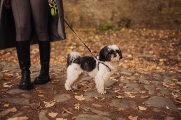 Fototapeta premium Positive young female with friendly dog enjoying happy moments together while walking in green park