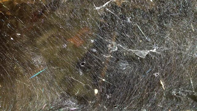 Dense natural real Spider Web background. 