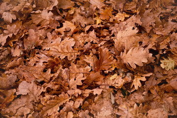 colorful autumn oak leaves lie after the rain. Outside. This colorful image of fallen autumn leaves is perfect for seasonal use. Space for text.

