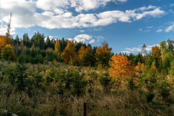 Fototapeta premium Goldene Blätter im Herbst, die Bäume glänzen im Sonnenlicht