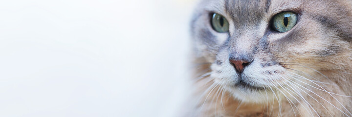 Portrait of a gray fluffy cat with copy space,banner .