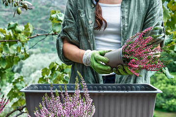 Woman planting calluna vulgaris, common heather, simply heather and erica in a pot on wooden table in the garden. House, garden and balcony decoration with seasonal autumn flowers. - obrazy, fototapety, plakaty