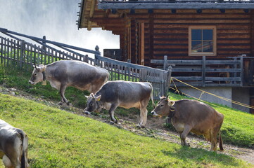 Cows on a meadow in Southtyrol 