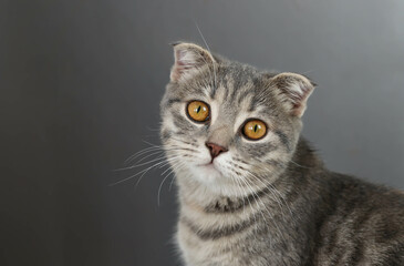 Gray tabby cat on a gray background. Image for veterinary clinics, sites about cats. World cat day