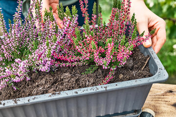 Hands planting calluna vulgaris, common heather, simply heather and erica in a pot on wooden table...