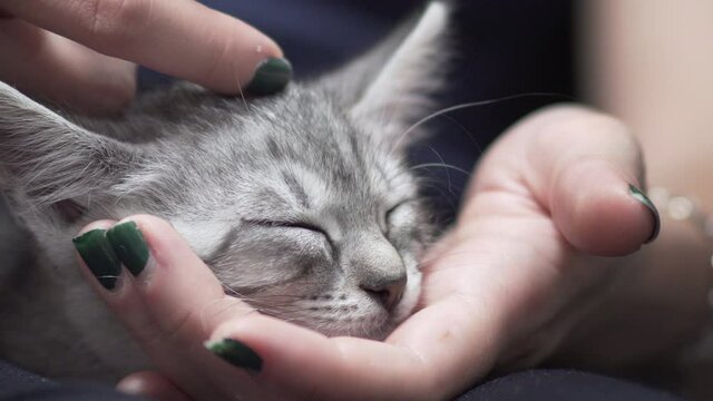 Closeup of a furry tabby cat lying on its owner's lap, enjoying being cuddled and purring