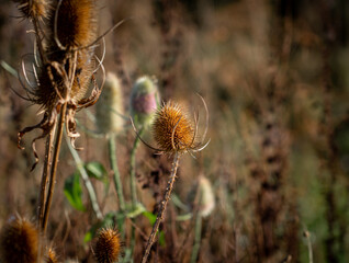 golden brown flower seed heads of a beautiful autumnal Wild Teasel (Dipsacus fullonum) thistle on...