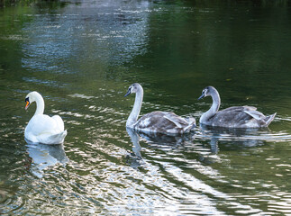 mute swan and cygnet family on the river