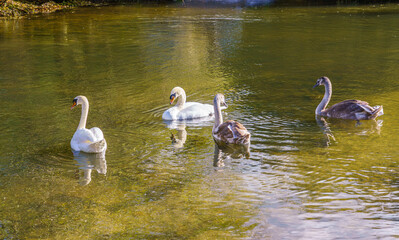 mute swan and cygnet family on the river