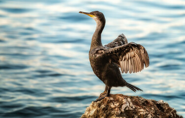 Kormoran im Abendlicht